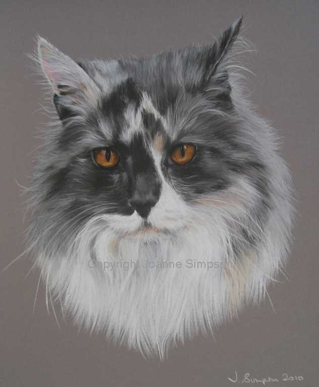 Maine Coon pet portrait by Joanne Simpson